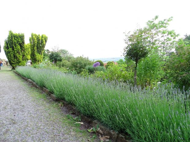 Lavendel in Gleisweiler