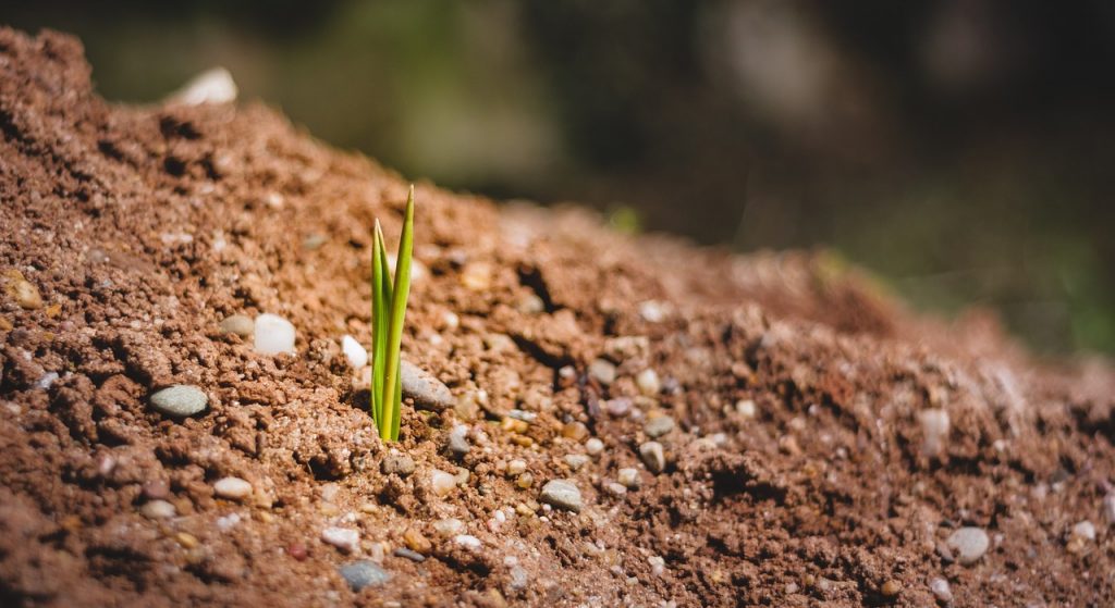 eine Pflanze, ein Spross, ein Trieb enstpringt der Erde.