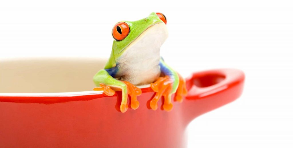 Baseline - Frosch, der aus einem Kochtopf herausschaut.