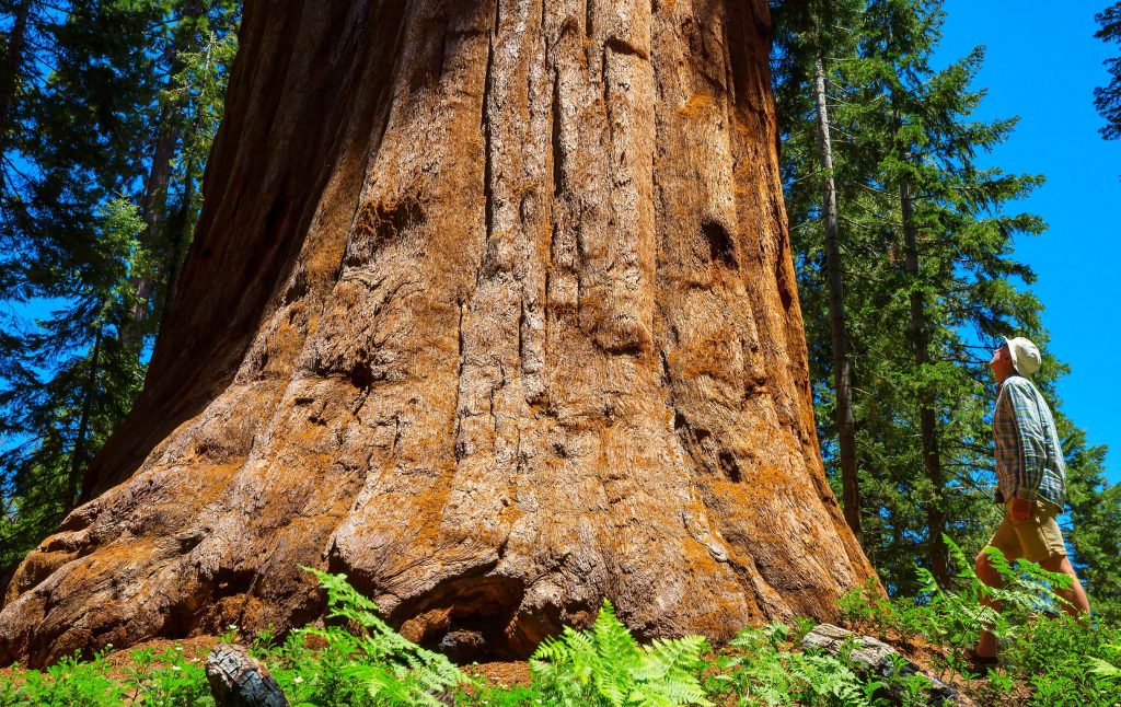 Potenzial. Ein sehr mächtiger Baum. Ein Redwood mit einem sehr großen Stammumfang. Lebst du dein Potenzial?