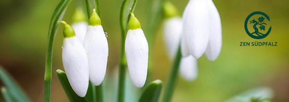 Zen Südpfalz