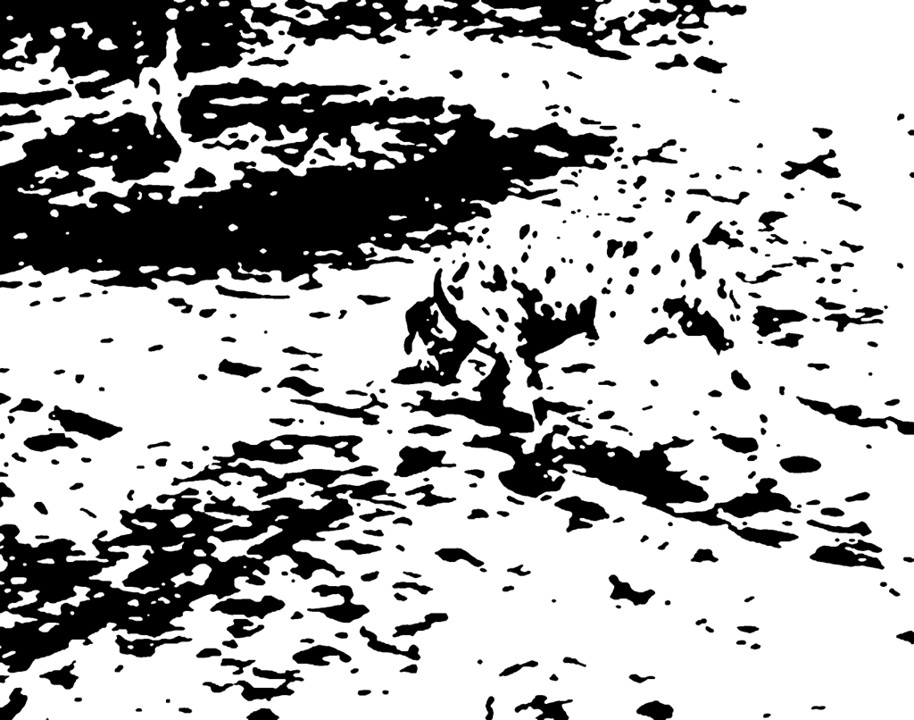 Mooney Bild mit einem Dalmatiner-Hund, der erste durch intensives Hinsehen erkennbar ist.